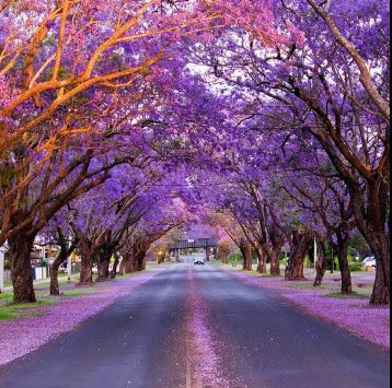 theozrocket's tweet photo. @obscureshirt What about a street lined with flowering Jacaranda.  
Grafton, NSW, Australia. https://t.co/Wo97bxC5A3