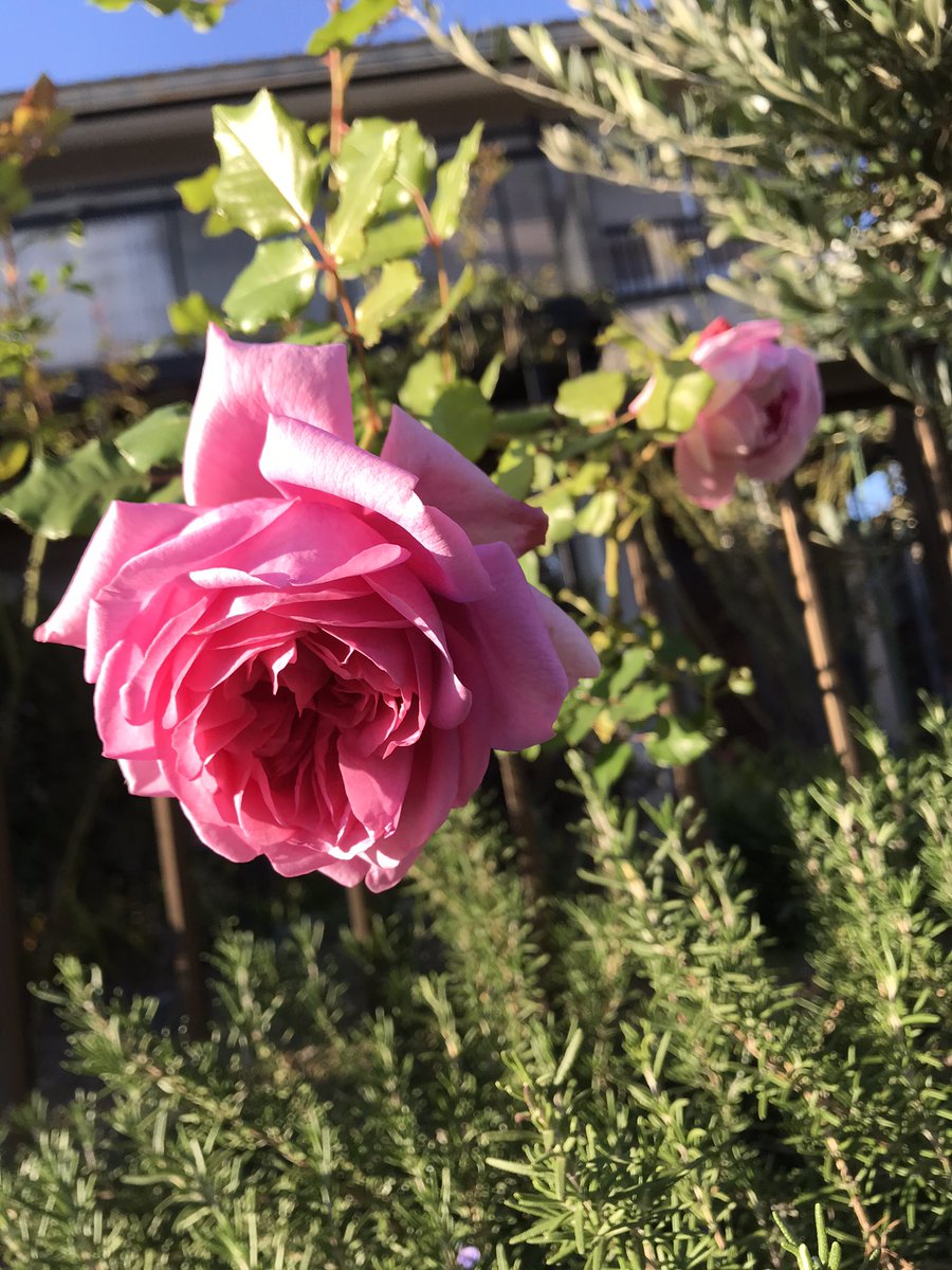 たこ リズム音痴ですがフラメンコ踊ってます おはようございます たこ庭の宮田俊哉さん ことポンパドゥール侯爵夫人の秋バラを見ながら 今年こそは年内につるバラの誘引を済ませるぞ と心に誓った たこです つるバラ誘引 T Co