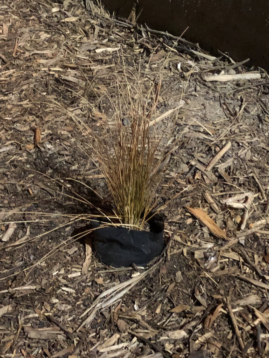 pitasalgado's tweet photo. @municoncon @sumonteoficial @alertaconcon @AlertaVR @biobio @MOPValparaiso 
Esto supuestamente està terminado?
Las plantas están con bolsa, no hay riego, hasta la palmera está seca!
Tanta inversión para un proyecto no terminado? Sospechosa la huea!
@INFORMADORCHILE @Cooperativa https://t.co/NBySdZ0V3U