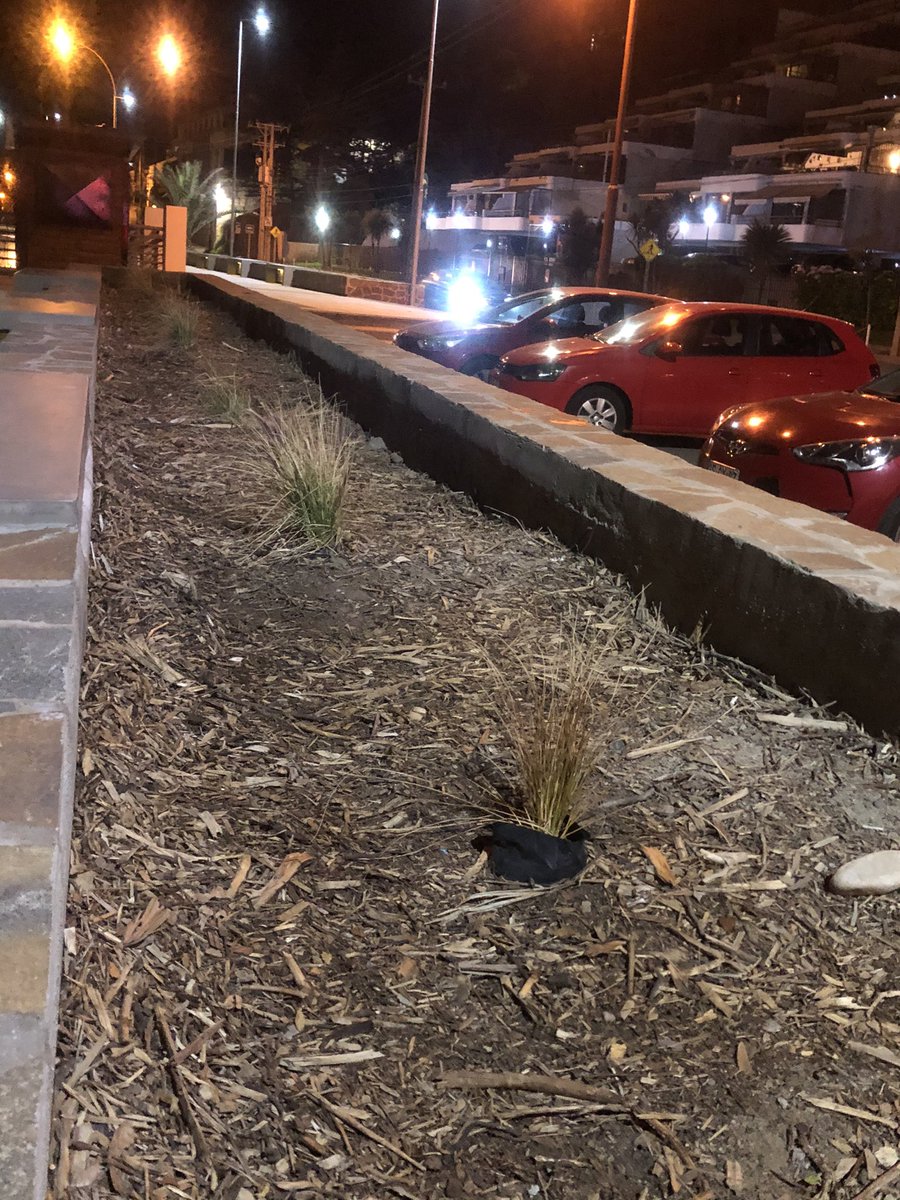 pitasalgado's tweet photo. @municoncon @sumonteoficial @alertaconcon @AlertaVR @biobio @MOPValparaiso 
Esto supuestamente està terminado?
Las plantas están con bolsa, no hay riego, hasta la palmera está seca!
Tanta inversión para un proyecto no terminado? Sospechosa la huea!
@INFORMADORCHILE @Cooperativa https://t.co/NBySdZ0V3U