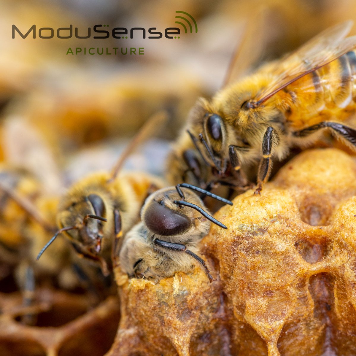 ModuSense tweet picture