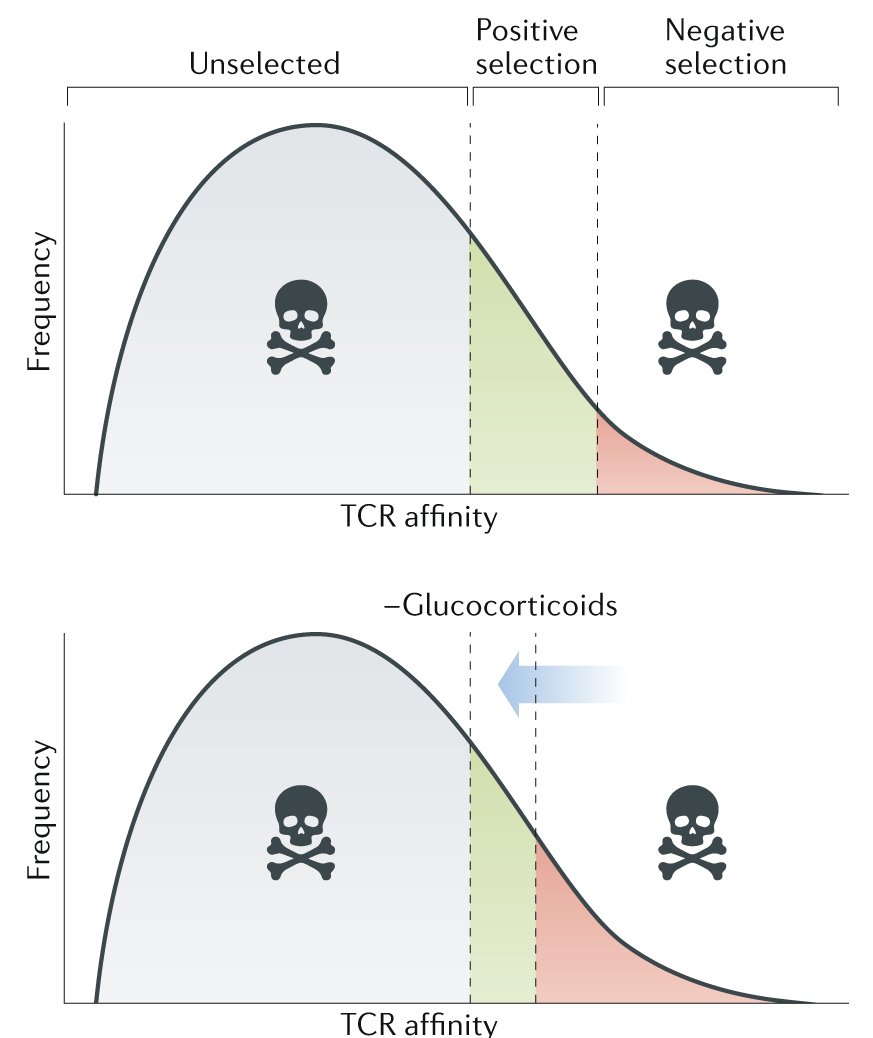 mmw_lmw's tweet photo. #Glucocorticoids in #T_cell_Development | Jon Ashwell @theNCI @NatRevImmunol https://t.co/TiIH3ZiDum https://t.co/6wXxzCeXS1
