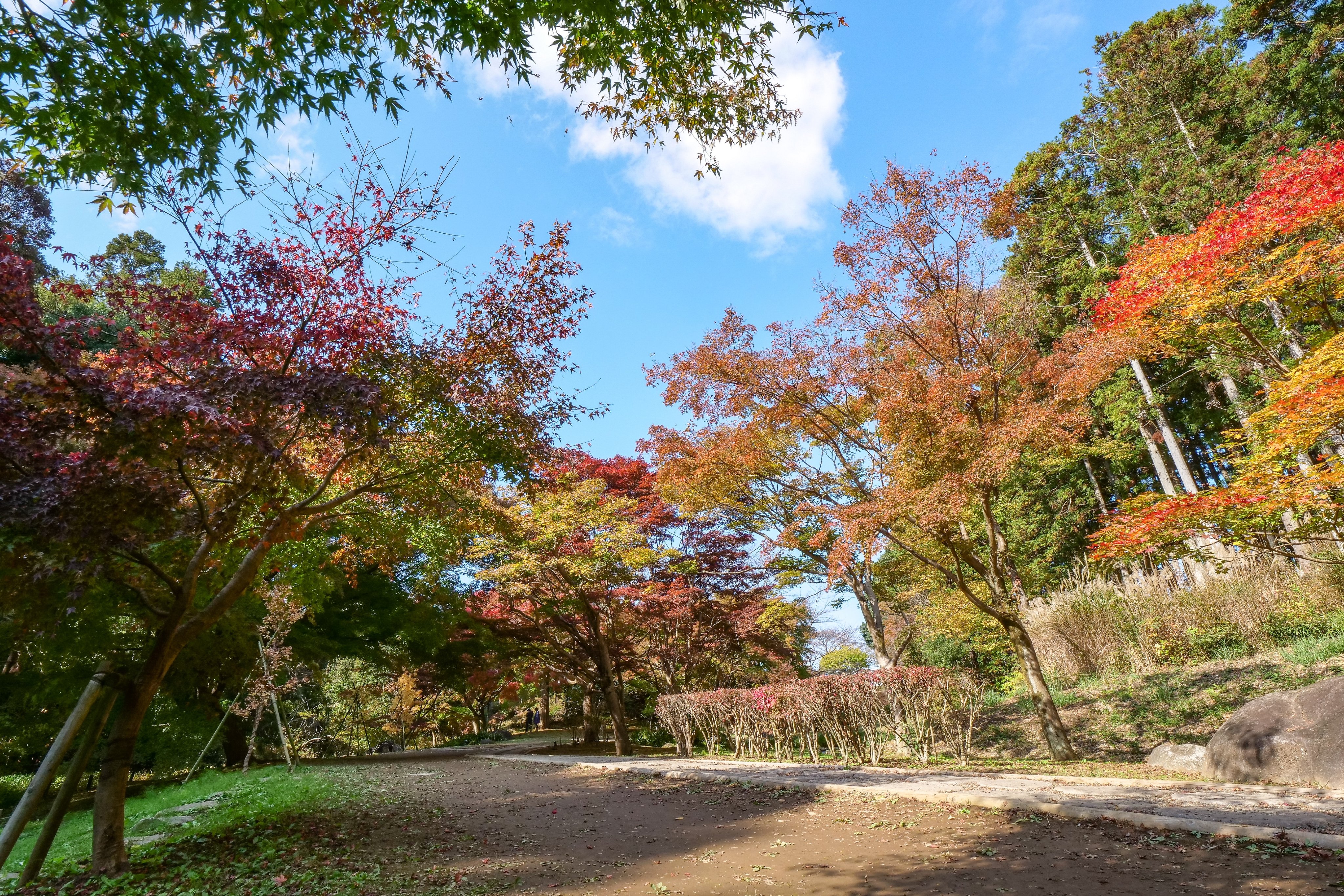 水戸市 偕楽園もみじ谷の紅葉状況 11 12撮影 偕楽園もみじ谷の紅葉が進んでいます 写真は11月12日の様子ですので 今はもっと色づいていそうですね もみじ谷のライトアップは23日まで 予定 行われていますので ぜひご覧ください