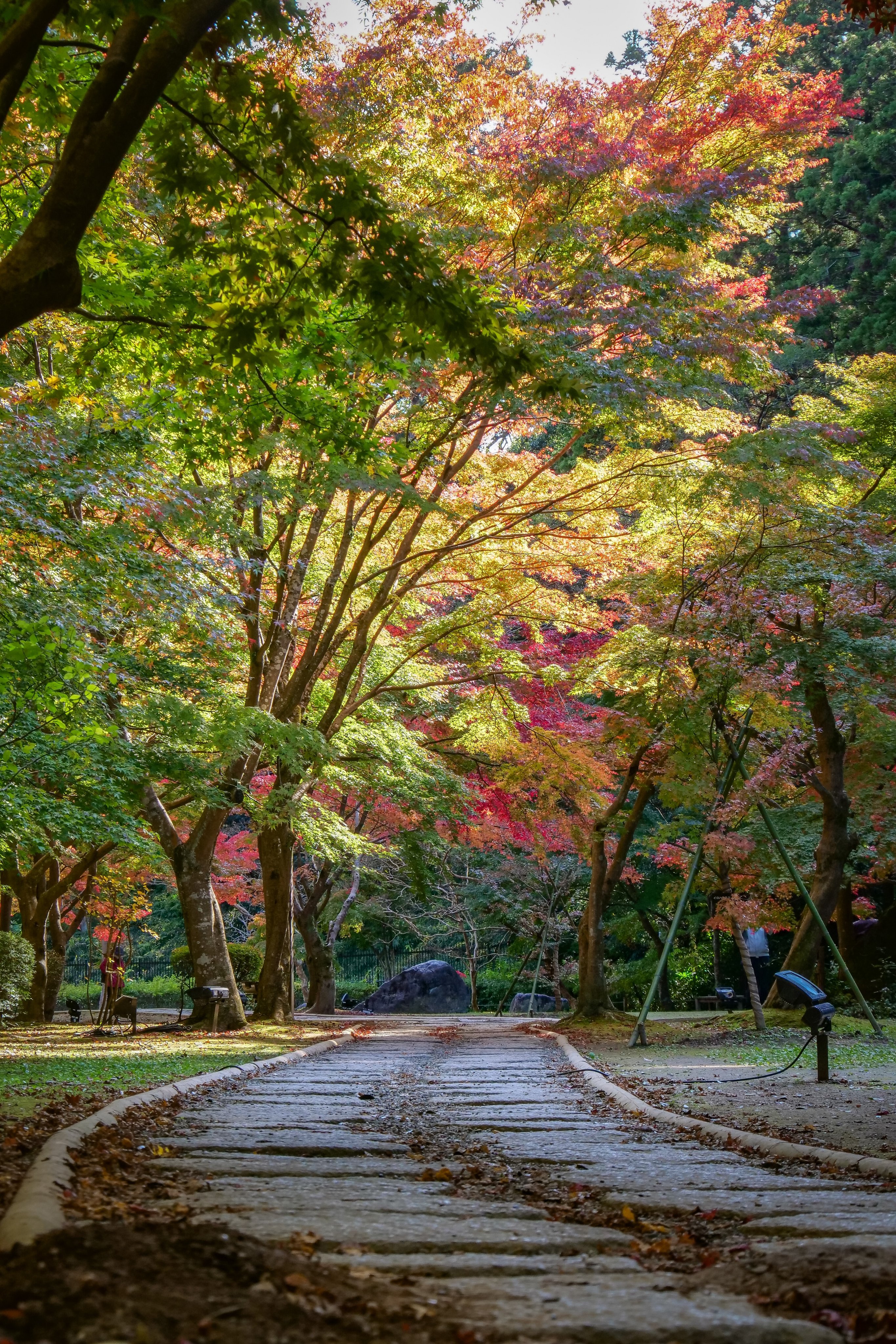水戸市 偕楽園もみじ谷の紅葉状況 11 12撮影 偕楽園もみじ谷の紅葉が進んでいます 写真は11月12日の様子ですので 今はもっと色づいていそうですね もみじ谷のライトアップは23日まで 予定 行われていますので ぜひご覧ください