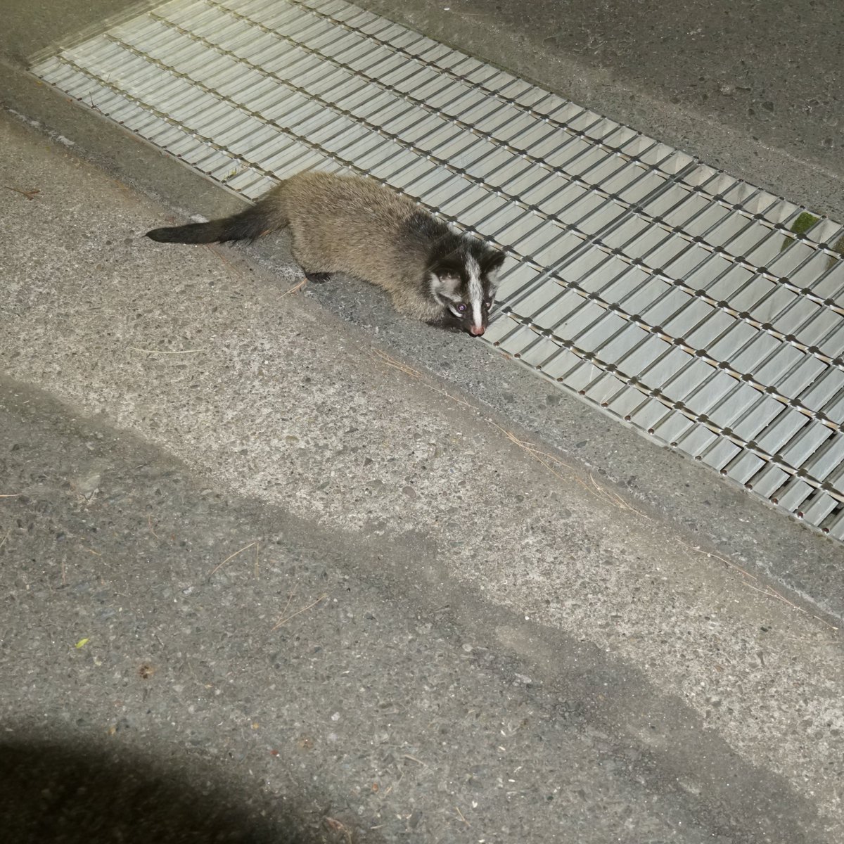 特別養護老人ホーム筑波園 広報委員のmmです 先日 ハクビシンの親子が３匹いました その時 近寄ってきた子供のハクビシンです 全く人を怖がる様子がなく近寄ってきました こちらが怖かったです 山の食べ物がなくて降りてきたのかなと思います