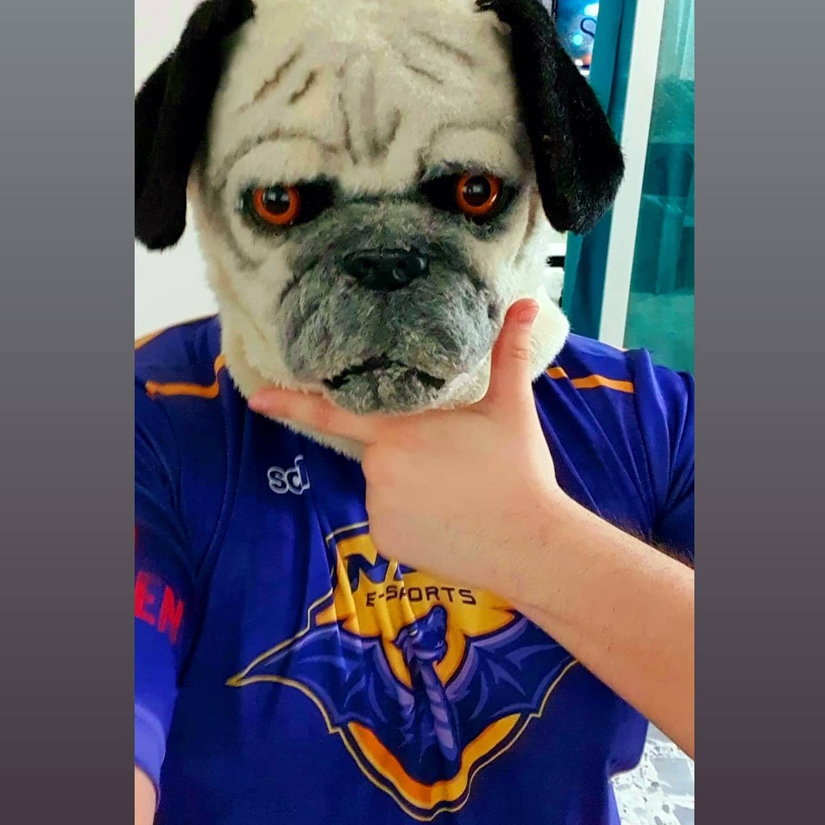 OnePugMan's tweet photo. Pero que buen Jersey!! 👌 🔥🔥🔥 #GoNPC @npcesportsmx
https://t.co/WUlLLL73lo https://t.co/7UK57s4rMF