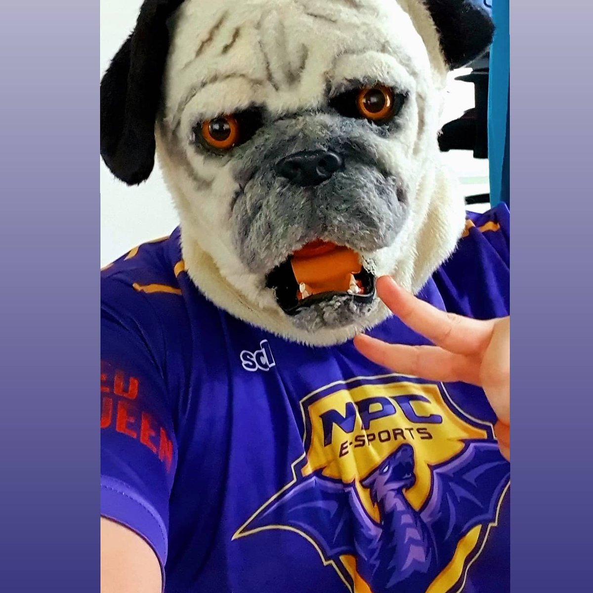 OnePugMan's tweet photo. Pero que buen Jersey!! 👌 🔥🔥🔥 #GoNPC @npcesportsmx
https://t.co/WUlLLL73lo https://t.co/7UK57s4rMF