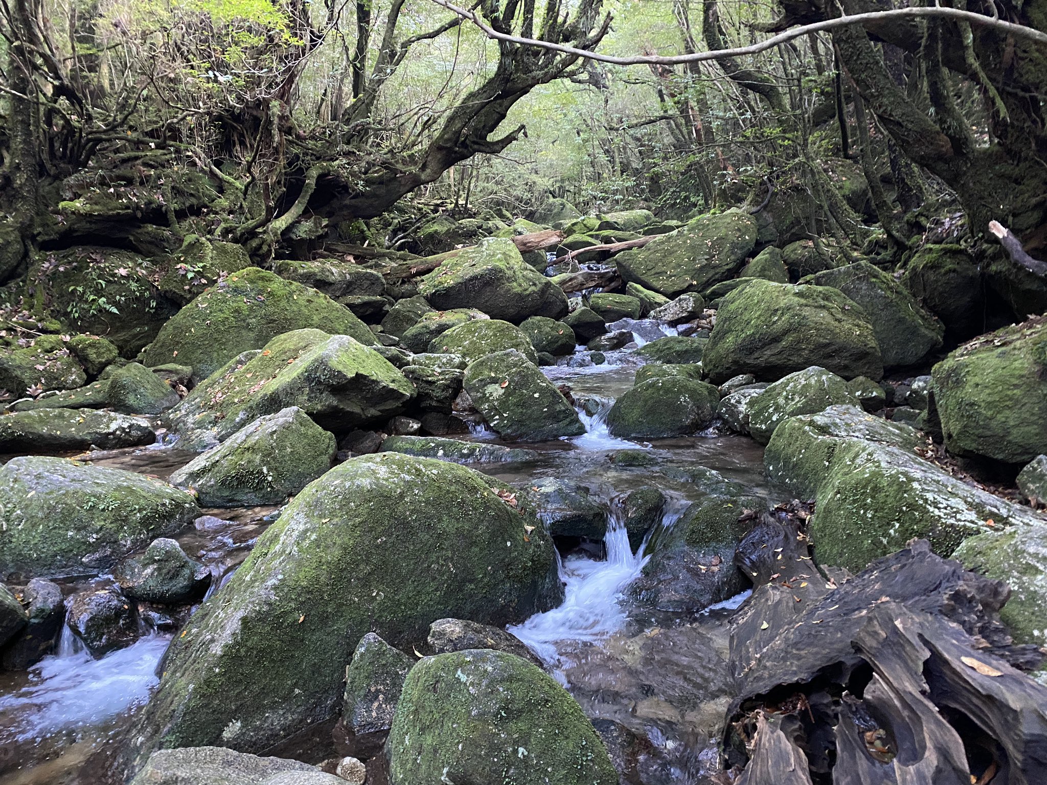 牧野ステテコ 屋久島 白谷雲水峡へ向かうルートへ 太鼓岩 怖面白いー そして苔苔苔のもののけの世界 途中エゾシカちゃんもお猿もみれたっす かわいいー T Co F3gplbefwe Twitter