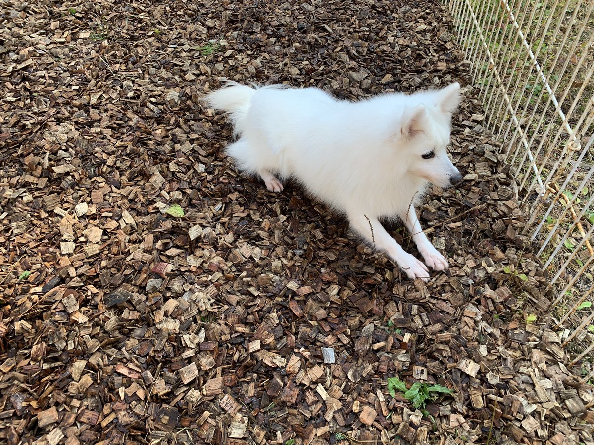 富士すばるランド 公式 今日も秋晴れです 昨日の写真にスピカが写っていない事に言われて気づきました スピカ 私 昨日も皆と一緒にいたよ ごめんね スピカ 富士すばるランド 秋晴れ 日本スピッツ スピカ