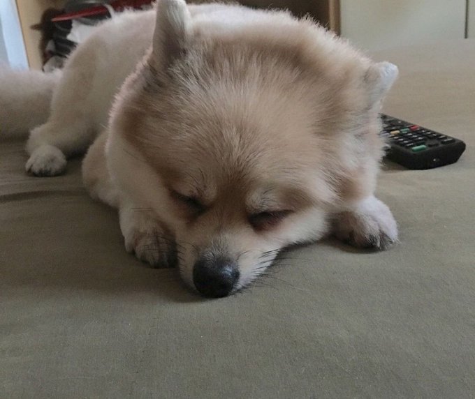 @MaahBernacchi @juayumi2 parece meu boltinho( ele era mais pretinho e foi clareando) https://t.co/Sy<a class="tags" target="_blank" title="On Twitter" href="/?out=eyJ0eXAiOiJKV1QiLCJhbGciOiJIUzUxMiJ9.eyJpYXQiOjE3MjU5MzcyMjksImlzcyI6InR3cG9ybnN0YXJzLmNvbSIsIm5iZiI6MTcyNTkzNzIyOSwiZXhwIjoxNzU3NDczMjI5LCJyZWRpcmVjdF91cmwiOiJodHRwczovL3R3aXR0ZXIuY29tL01hYWhCZXJuYWNjaGkifQ.xcbJgZ8feVFDoR8mzjaVm32OoxPYjMoOweasU0yo3RQG8OmXvP31DjdfMkxzDsgF6wII1htslQsOMG-VI0L2tg">@MaahBernacchi</a><a class="tags" target="_blank" title="On Twitter" href="/?out=eyJ0eXAiOiJKV1QiLCJhbGciOiJIUzUxMiJ9.eyJpYXQiOjE3MjU5MzcyMjksImlzcyI6InR3cG9ybnN0YXJzLmNvbSIsIm5iZiI6MTcyNTkzNzIyOSwiZXhwIjoxNzU3NDczMjI5LCJyZWRpcmVjdF91cmwiOiJodHRwczovL3R3aXR0ZXIuY29tL2p1YXl1bWkyIn0.hMF-is27kQqGBHsszG1k_BltPHgc_P_SMJPf6uw8oeXXaP26P7FaXpcp04y5Qt_zuQZ6Fzh7jpT8bC_BzbRGaw">@juayumi2</a>