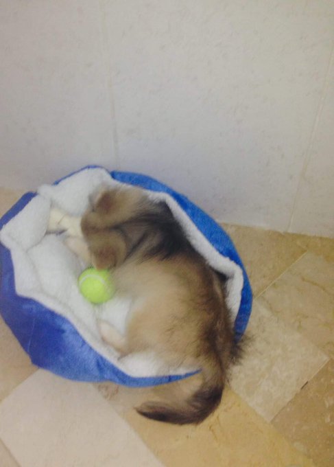 @MaahBernacchi @juayumi2 parece meu boltinho( ele era mais pretinho e foi clareando) https://t.co/Sy<a class="tags" target="_blank" title="On Twitter" href="/?out=eyJ0eXAiOiJKV1QiLCJhbGciOiJIUzUxMiJ9.eyJpYXQiOjE3MjU5MzcyMjksImlzcyI6InR3cG9ybnN0YXJzLmNvbSIsIm5iZiI6MTcyNTkzNzIyOSwiZXhwIjoxNzU3NDczMjI5LCJyZWRpcmVjdF91cmwiOiJodHRwczovL3R3aXR0ZXIuY29tL01hYWhCZXJuYWNjaGkifQ.xcbJgZ8feVFDoR8mzjaVm32OoxPYjMoOweasU0yo3RQG8OmXvP31DjdfMkxzDsgF6wII1htslQsOMG-VI0L2tg">@MaahBernacchi</a><a class="tags" target="_blank" title="On Twitter" href="/?out=eyJ0eXAiOiJKV1QiLCJhbGciOiJIUzUxMiJ9.eyJpYXQiOjE3MjU5MzcyMjksImlzcyI6InR3cG9ybnN0YXJzLmNvbSIsIm5iZiI6MTcyNTkzNzIyOSwiZXhwIjoxNzU3NDczMjI5LCJyZWRpcmVjdF91cmwiOiJodHRwczovL3R3aXR0ZXIuY29tL2p1YXl1bWkyIn0.hMF-is27kQqGBHsszG1k_BltPHgc_P_SMJPf6uw8oeXXaP26P7FaXpcp04y5Qt_zuQZ6Fzh7jpT8bC_BzbRGaw">@juayumi2</a>