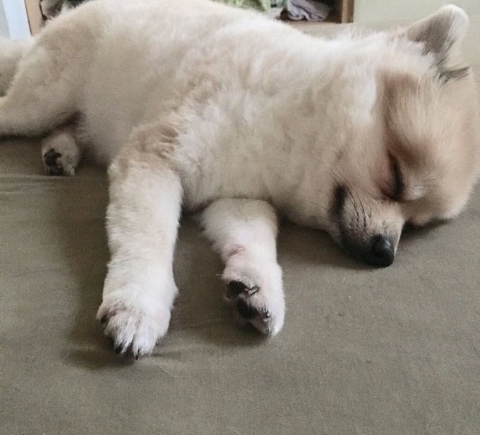 @MaahBernacchi @juayumi2 parece meu boltinho( ele era mais pretinho e foi clareando) https://t.co/Sy<a class="tags" target="_blank" title="On Twitter" href="/?out=eyJ0eXAiOiJKV1QiLCJhbGciOiJIUzUxMiJ9.eyJpYXQiOjE3MjU5MzcyMjksImlzcyI6InR3cG9ybnN0YXJzLmNvbSIsIm5iZiI6MTcyNTkzNzIyOSwiZXhwIjoxNzU3NDczMjI5LCJyZWRpcmVjdF91cmwiOiJodHRwczovL3R3aXR0ZXIuY29tL01hYWhCZXJuYWNjaGkifQ.xcbJgZ8feVFDoR8mzjaVm32OoxPYjMoOweasU0yo3RQG8OmXvP31DjdfMkxzDsgF6wII1htslQsOMG-VI0L2tg">@MaahBernacchi</a><a class="tags" target="_blank" title="On Twitter" href="/?out=eyJ0eXAiOiJKV1QiLCJhbGciOiJIUzUxMiJ9.eyJpYXQiOjE3MjU5MzcyMjksImlzcyI6InR3cG9ybnN0YXJzLmNvbSIsIm5iZiI6MTcyNTkzNzIyOSwiZXhwIjoxNzU3NDczMjI5LCJyZWRpcmVjdF91cmwiOiJodHRwczovL3R3aXR0ZXIuY29tL2p1YXl1bWkyIn0.hMF-is27kQqGBHsszG1k_BltPHgc_P_SMJPf6uw8oeXXaP26P7FaXpcp04y5Qt_zuQZ6Fzh7jpT8bC_BzbRGaw">@juayumi2</a>