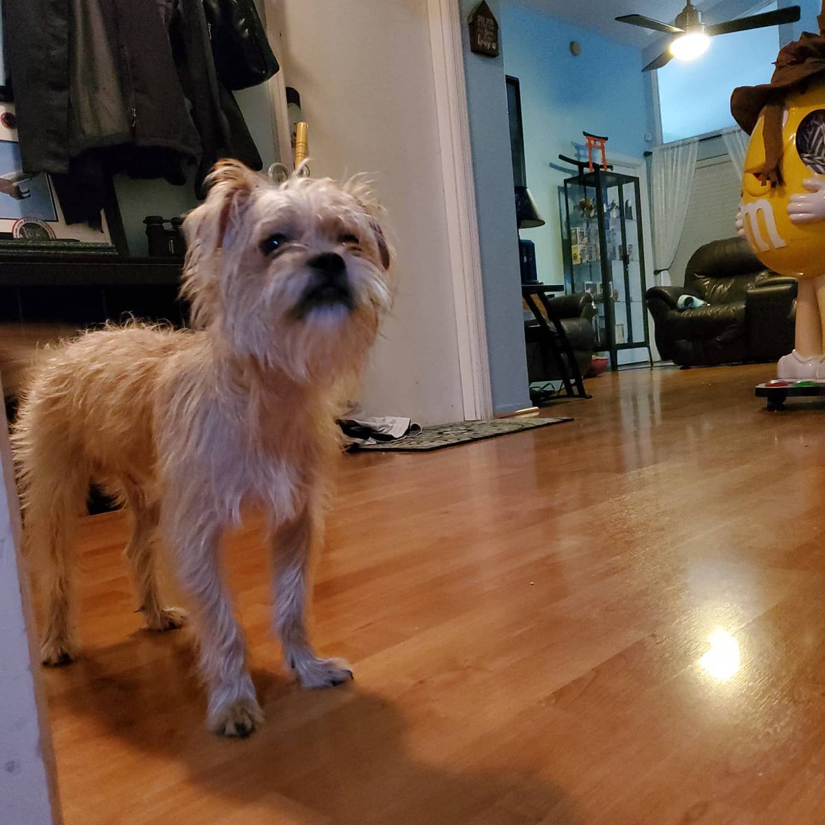TroyDWebb14's tweet photo. We had a crazy day today at @WorksWebb. The dogs were on fire and had so much energy. The fun was Non-Stop.
Follow: https://t.co/DXCJ9LYycf
Videos on Insta: @BoogiepopSama
#PawsativityPack #BoogiePopPack
#dogsoftwitter #pawsativity #DogLife https://t.co/BCmwJrqLmr