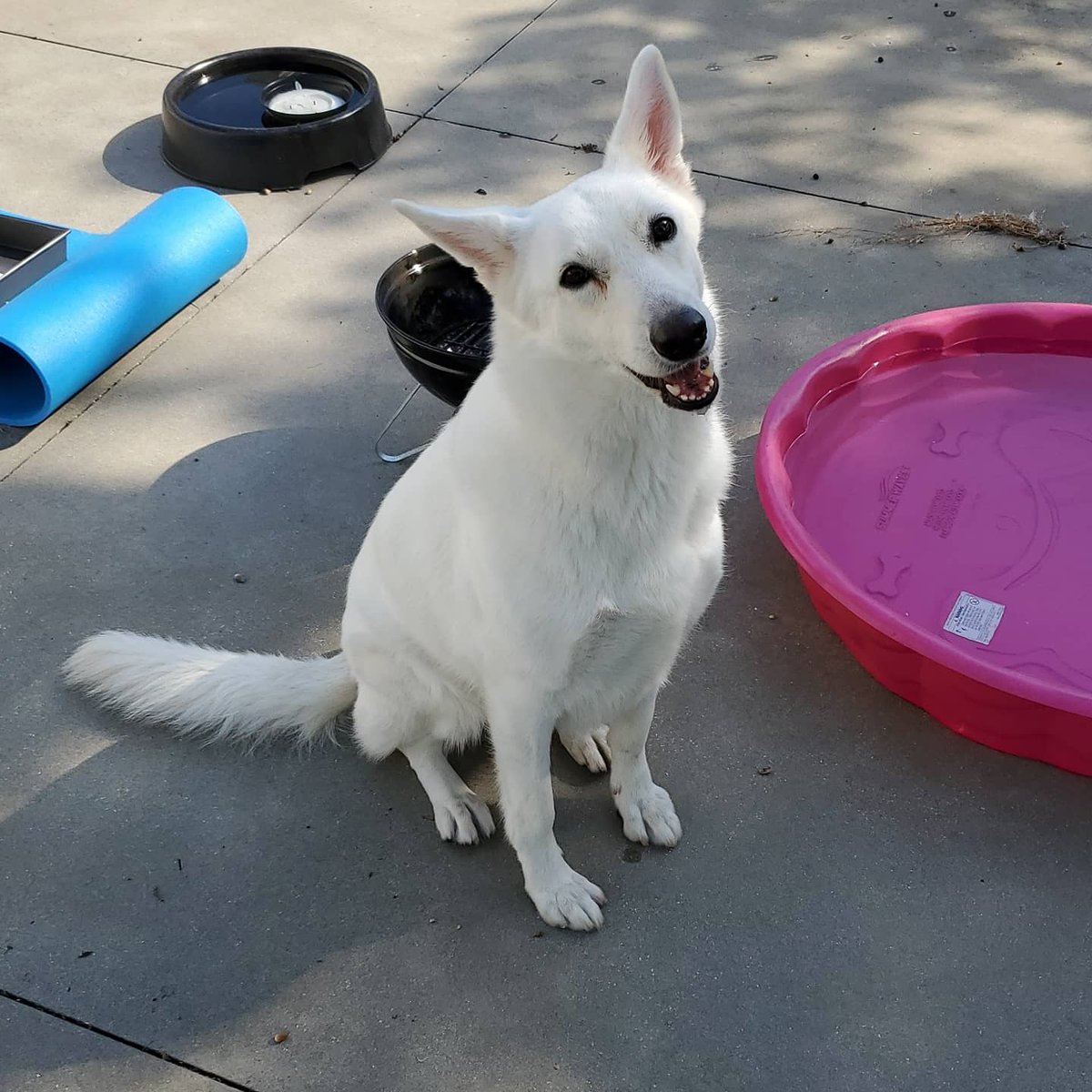 TroyDWebb14's tweet photo. We had a crazy day today at @WorksWebb. The dogs were on fire and had so much energy. The fun was Non-Stop.
Follow: https://t.co/DXCJ9LYycf
Videos on Insta: @BoogiepopSama
#PawsativityPack #BoogiePopPack
#dogsoftwitter #pawsativity #DogLife https://t.co/BCmwJrqLmr