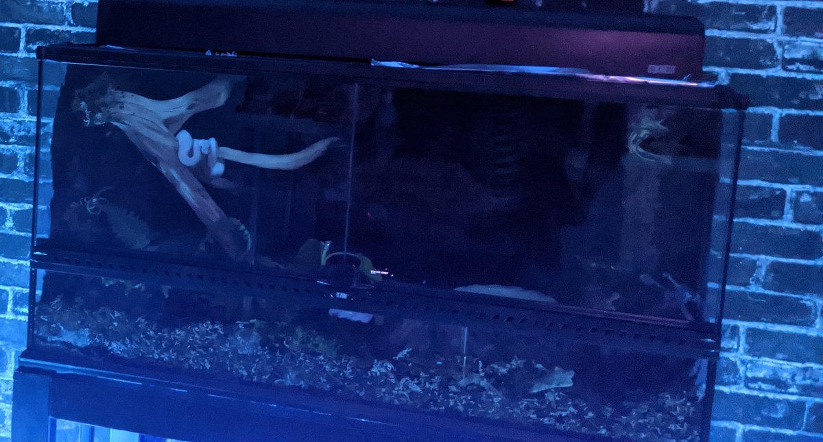 Every night, promptly at 8:45pm, Olwen awakens from her slumber. 

Her tank is right behind me in my office &amp; these are the branches where I often see her hang out, seemingly watching what I'm doing on my PC! 💚🐍💚

P.S. We're playing AC: Valhalla right now