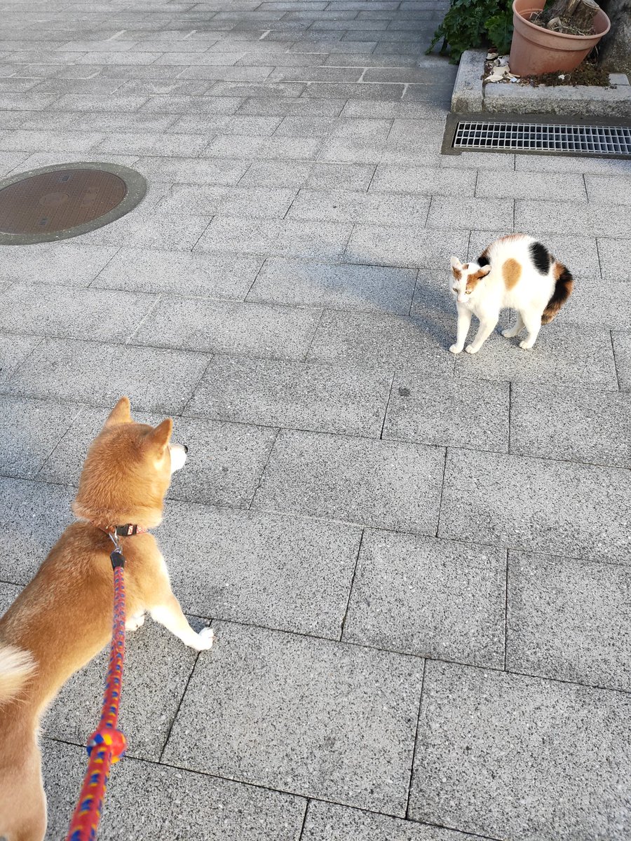 Hiroto Fukushima Hina Twitter