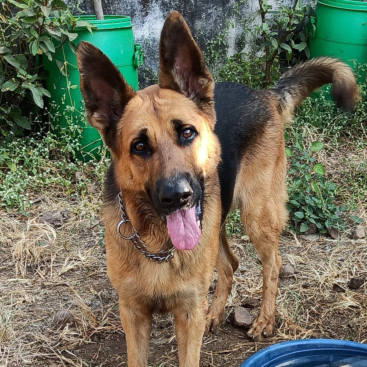 PunePet's tweet photo. Meet our Diwali sweet Laddoo the German Shepherd ! 
Isn't he sweet !!!!
.
.
.
.
.
 #petboardingpune #dogsinpune #doghostelnearme #riyopaws #dogboarding #petsofpune #dogsofpune #punedogs #funtime #petsocialization #punediaries #petcarepune #pcmc #pune😍 #laddoo #germanshepherd https://t.co/uz3GLVRxDP