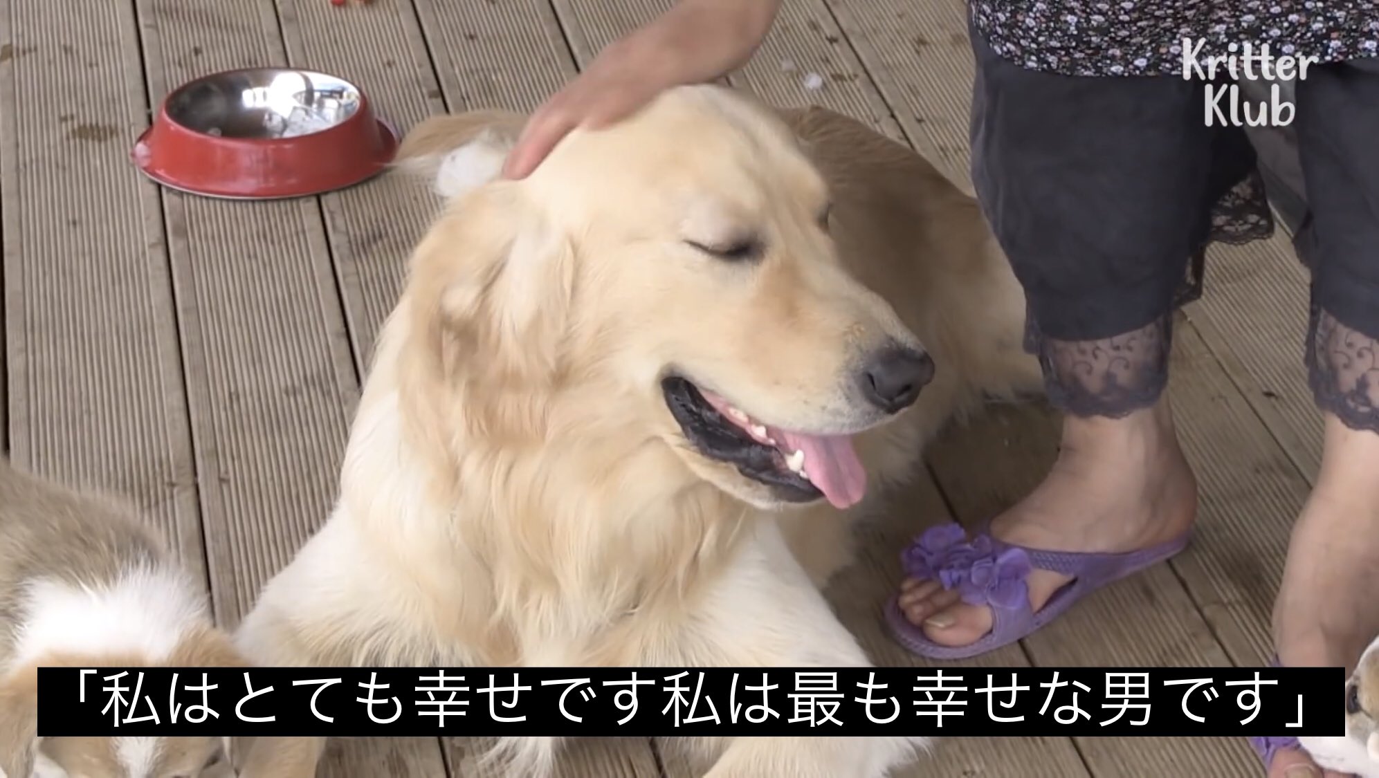 どうぶつ動画字幕bot No Twitter 私はとても幸せです私は最も幸せな男です T Co i21ldvaq Twitter
