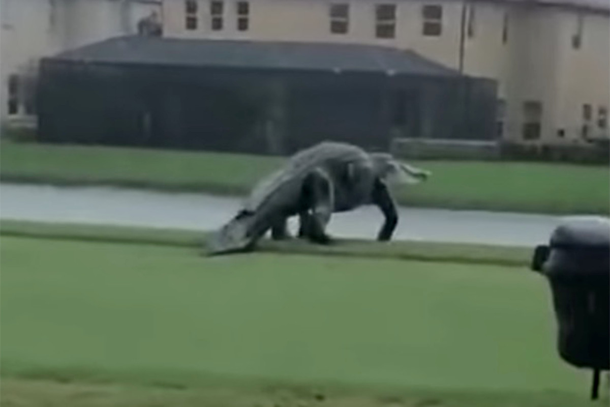 nypost's tweet photo. Experts weigh in on monster gator seen skulking around golf course https://t.co/68JDDU5Tfs https://t.co/vCwh7R00JC