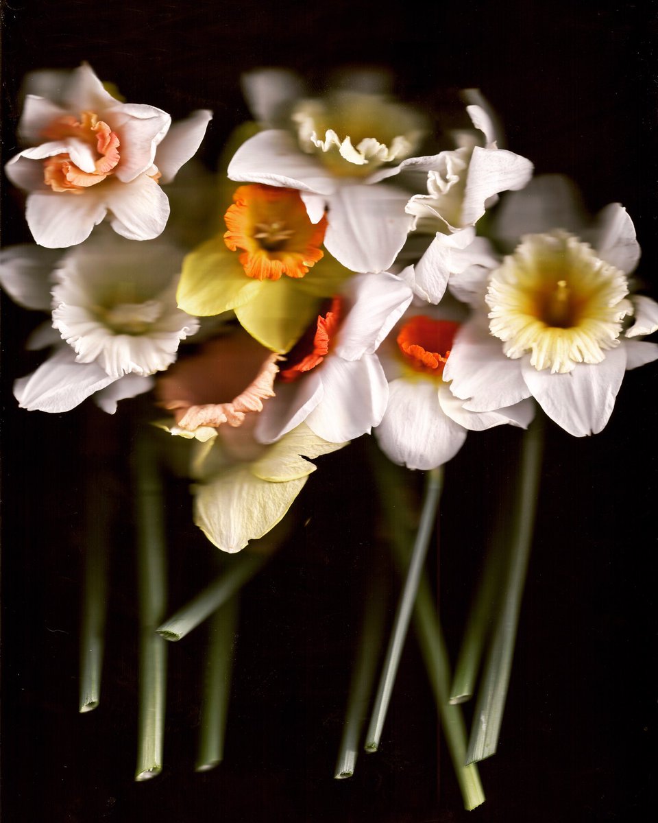 Bubbles2828's tweet photo. Planted another 150 Narcissus bulbs today. Some good will come out of 2020. Photo #joanmarcus https://t.co/NtBgX173bO