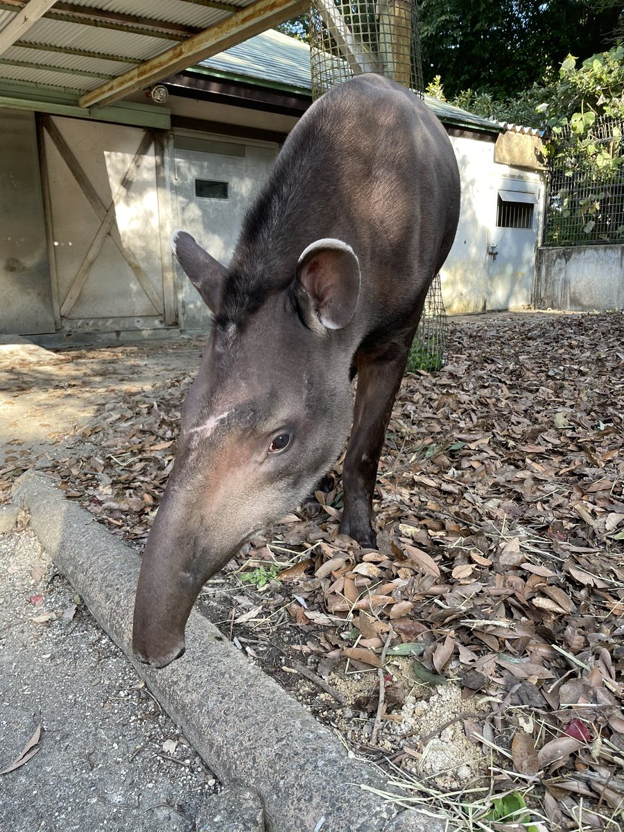 智光山公園こども動物園 公式 アメリカバクの ハニワ です 10月21日に那須どうぶつ王国から来園し11月14日から展示開始しています 食欲旺盛でやんちゃな5歳のオスです ぜひ会いに来てください アメリカバク ハニワ 初めまして 展示開始