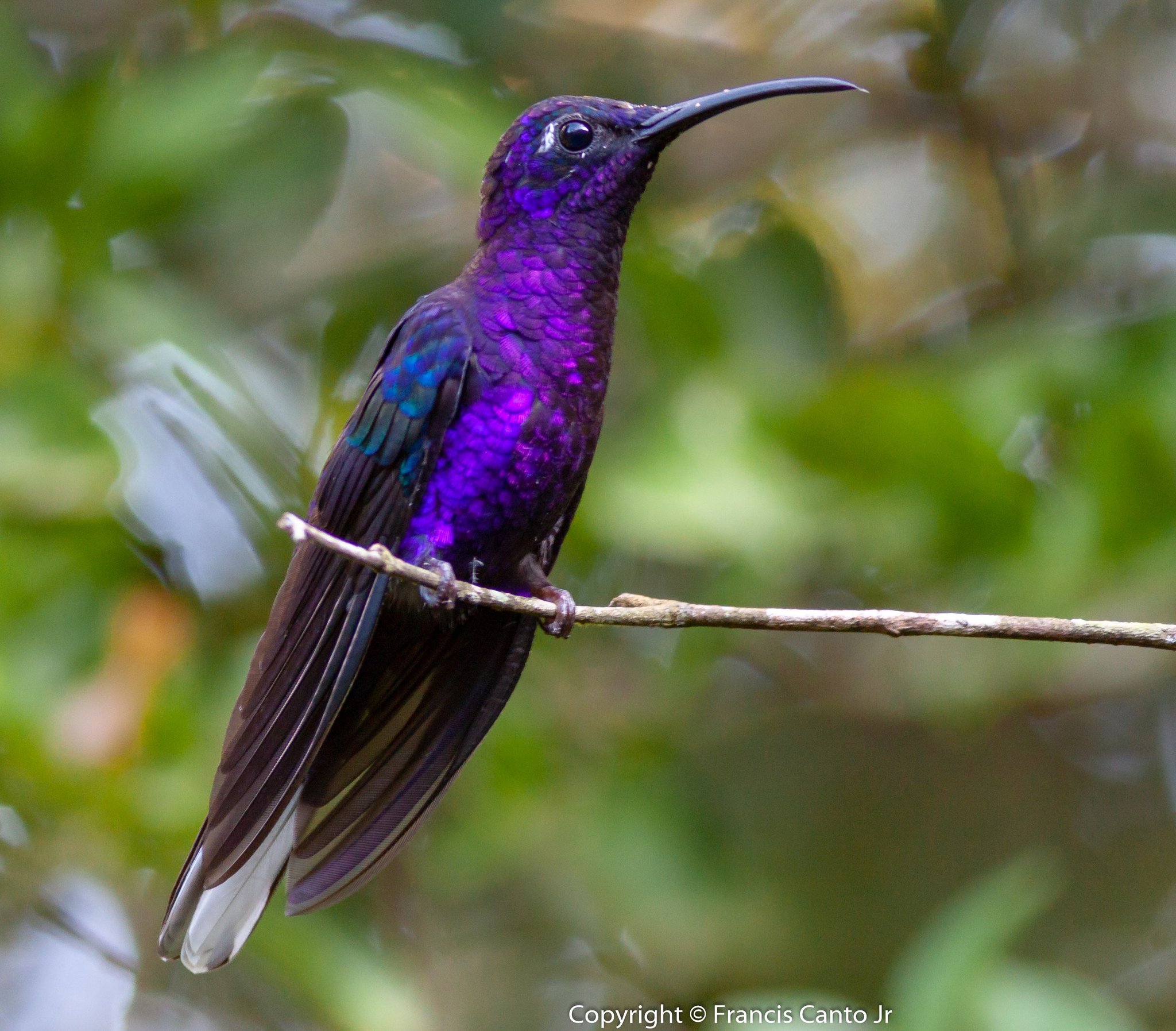 Blue purple hummingbird