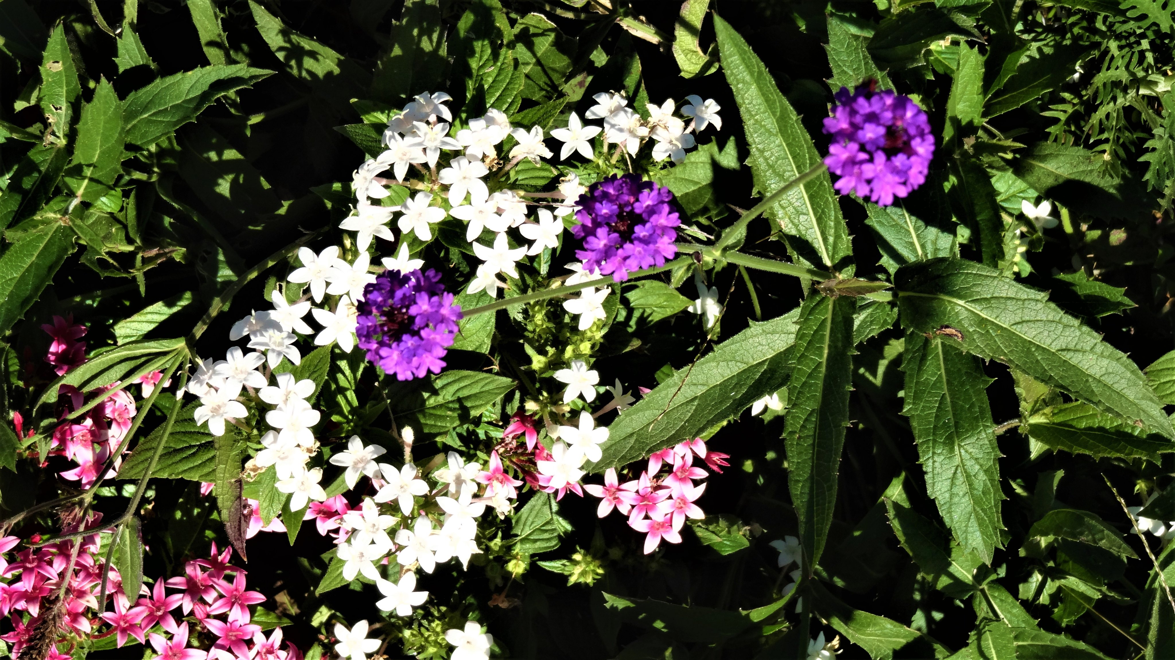 あけりん きょうも穏やかな秋晴れの散歩日和 花々に囲まれた散歩は楽しいものですね 写真は先週訪れた 横浜イングリッシュガーデン です T Co 87al5qwi0d Twitter