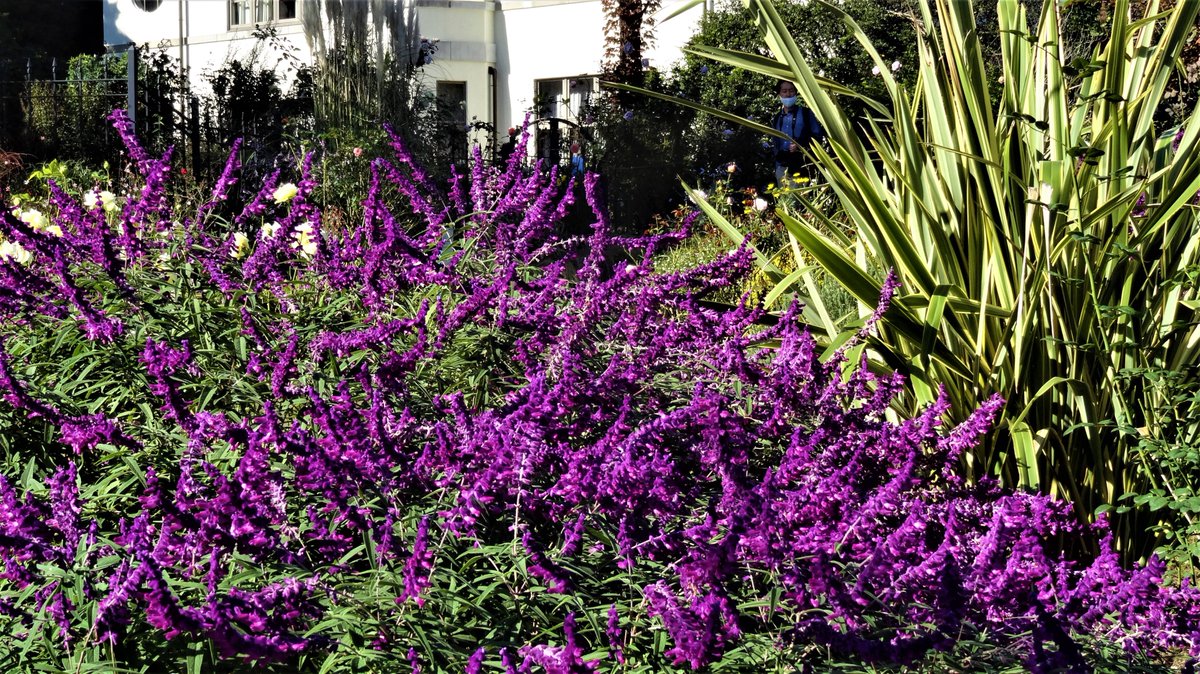 あけりん きょうも穏やかな秋晴れの散歩日和 花々に囲まれた散歩は楽しいものですね 写真は先週訪れた 横浜イングリッシュガーデン です