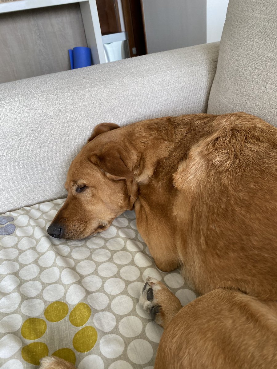 HaroldSanchezB's tweet photo. Amo a mis dos bebes Korben y Allegra https://t.co/pxO0DQcWiB