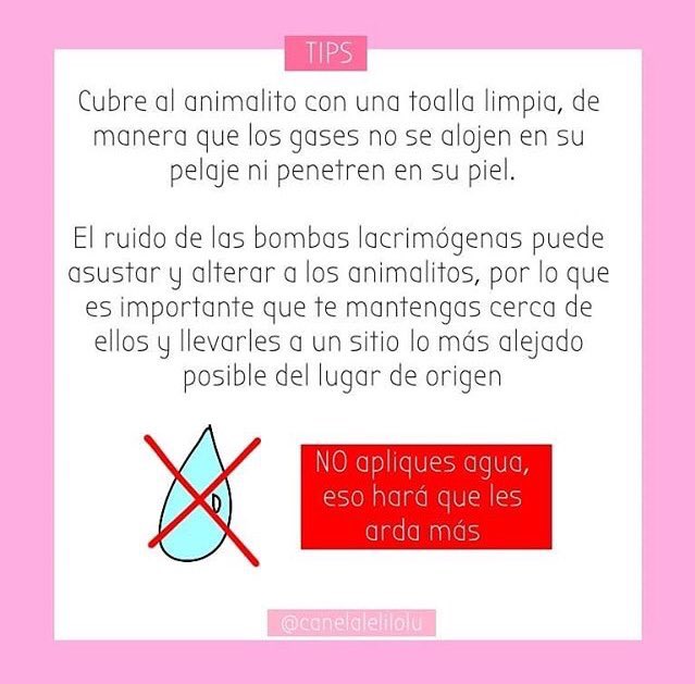 milysaurius's tweet photo. ‼️‼️COMO AYUDAR A LOS ANIMALES DE LA CALLE‼️‼️ https://t.co/vBe6M1sBSP