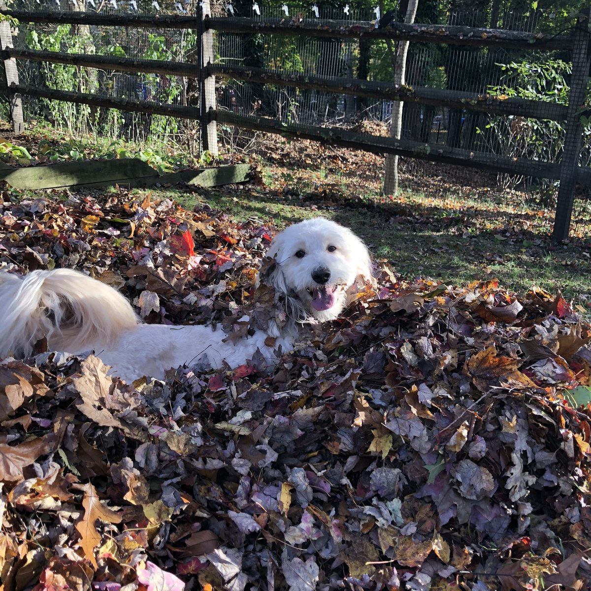 Chiucrew tweet media