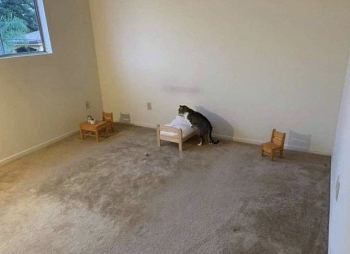 steventobiasz's tweet photo. My cat is decorating his room like single guy in his twenties https://t.co/UoKuVbmJ3L