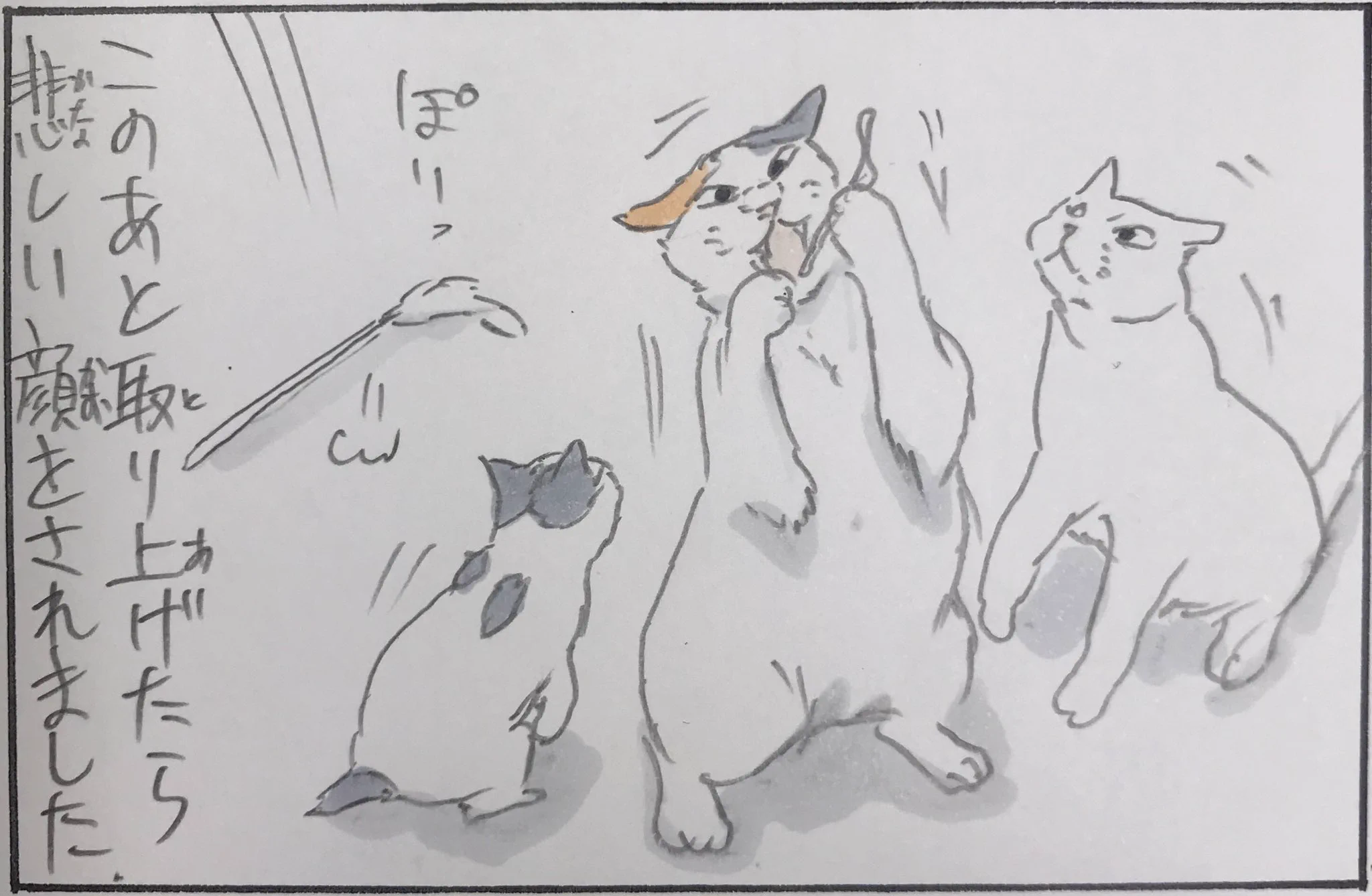 遊んでほしいのはそっちじゃない！猫の大人気商品とは？
