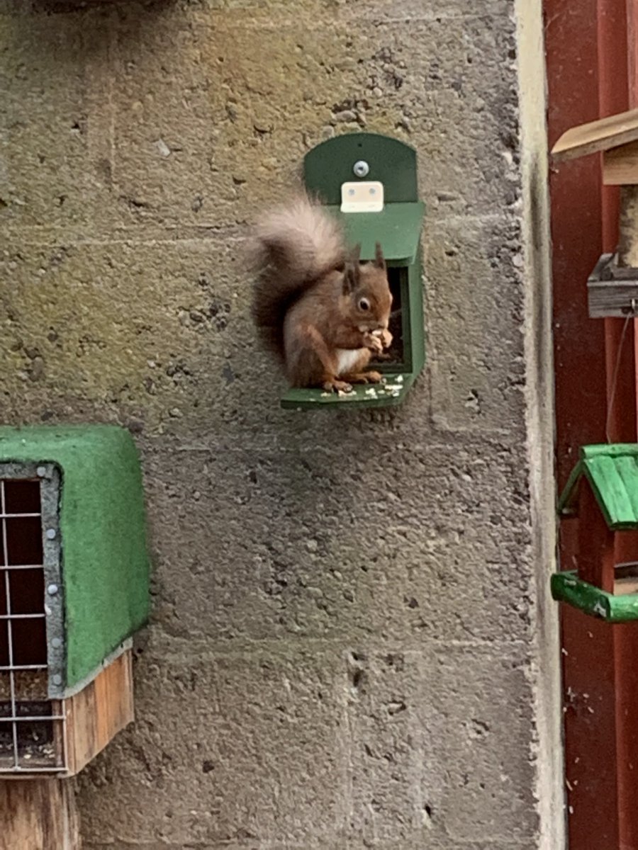 webster_cat's tweet photo. @CJWildlife red loves it’s new feeder https://t.co/DPlEhewHEV