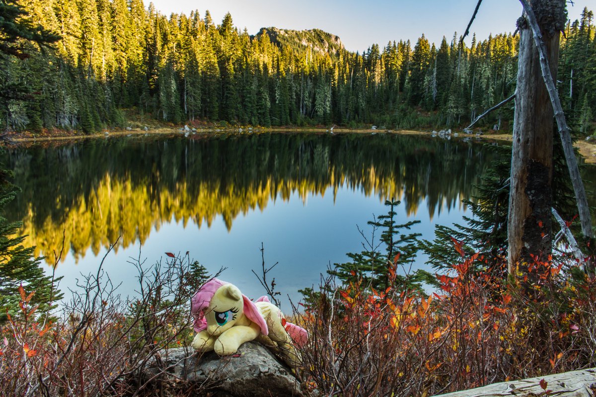 NatureShy | Fluttershy Central ꕤ tweet media