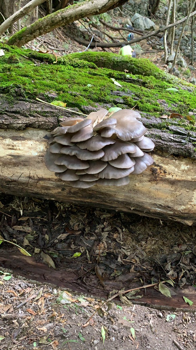 iipiccini's tweet photo. #research on #saproxylic beetles means also searching for #fungi
#mountains #forest #trees #beetle #insects #fieldwork #alps #piedmont #Italy #unito #zoolab #dbios #FungiOfTheWorldWeekend https://t.co/qkgVnneNGC