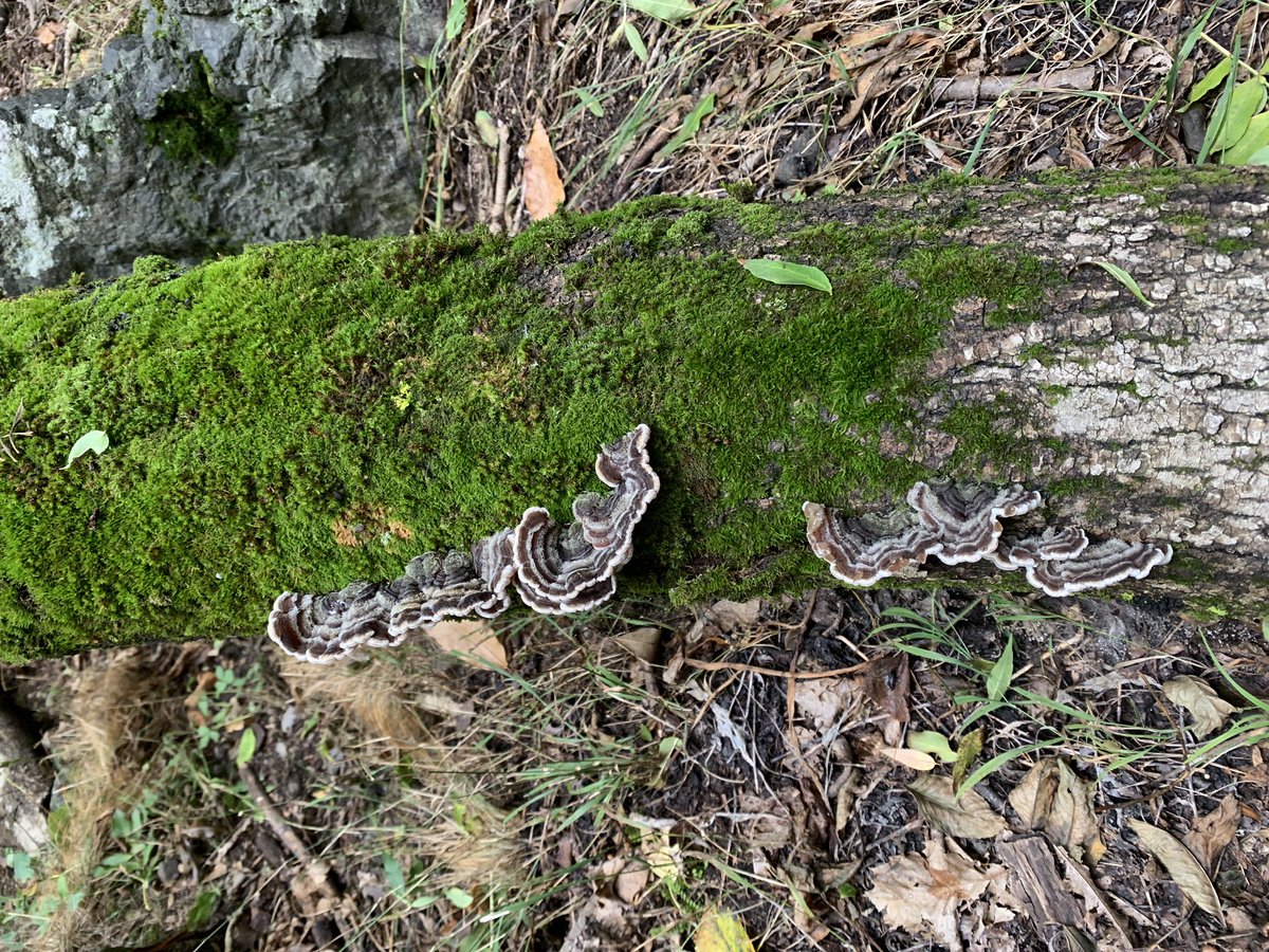 iipiccini's tweet photo. #research on #saproxylic beetles means also searching for #fungi
#mountains #forest #trees #beetle #insects #fieldwork #alps #piedmont #Italy #unito #zoolab #dbios #FungiOfTheWorldWeekend https://t.co/qkgVnneNGC