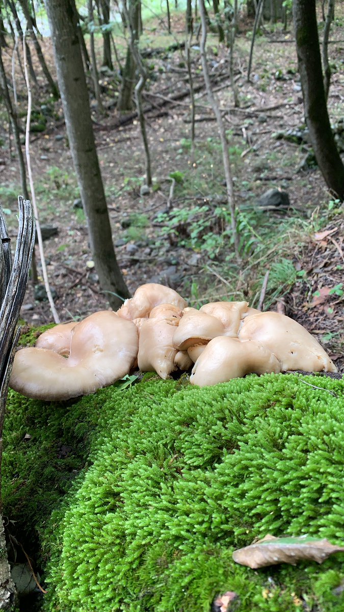iipiccini's tweet photo. #research on #saproxylic beetles means also searching for #fungi
#mountains #forest #trees #beetle #insects #fieldwork #alps #piedmont #Italy #unito #zoolab #dbios #FungiOfTheWorldWeekend https://t.co/qkgVnneNGC