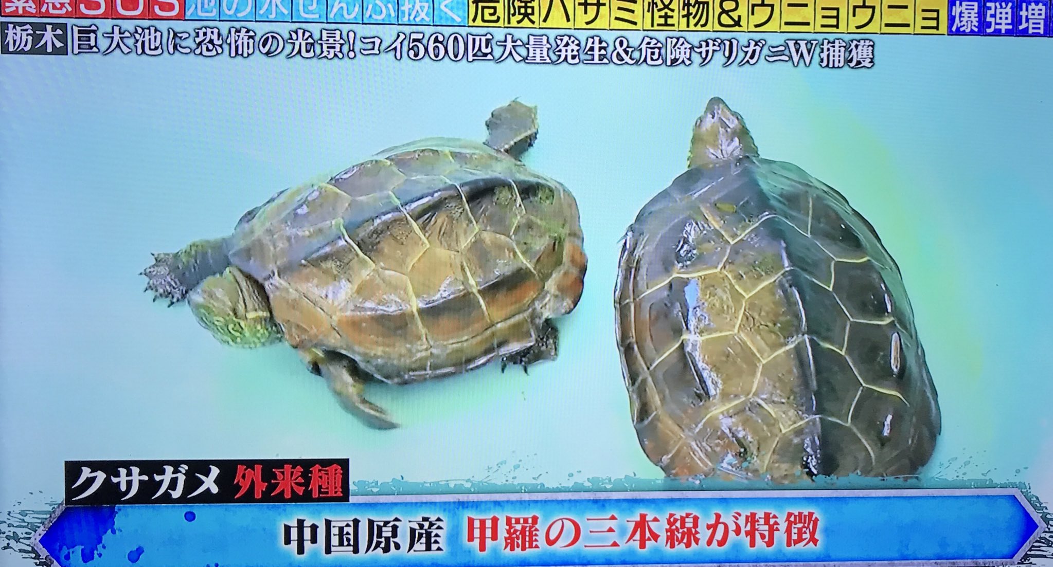 鮫順 池の水全部抜く クサガメの事を 臭すぎるアイツ とか言ってんじゃねえよ この番組の方がよっぽど臭いよ 怒 この後まさか殺処分じゃないだろうな T Co V0fyo9h5wr Twitter