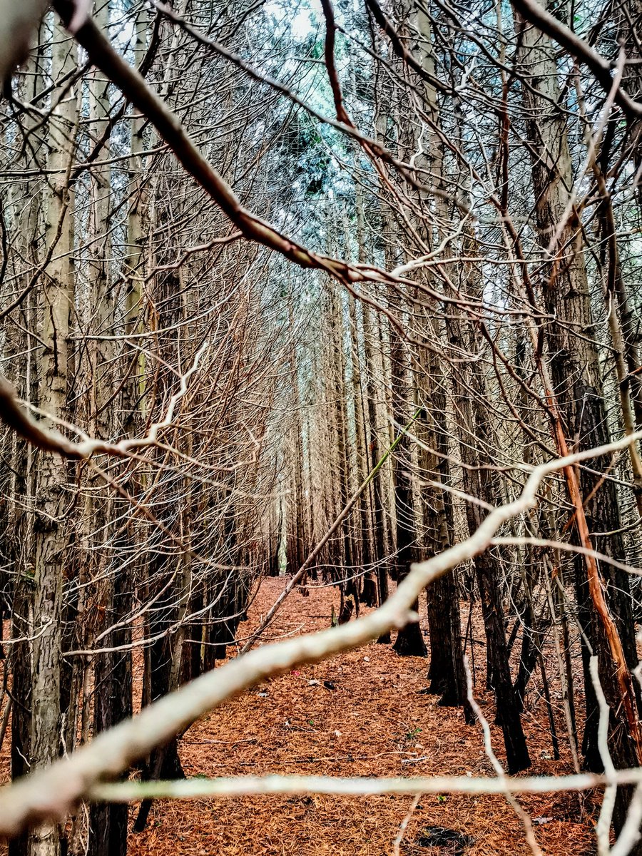 BooBitch124's tweet photo. Fritton woods 🌲🍁 https://t.co/XMXycpA7We