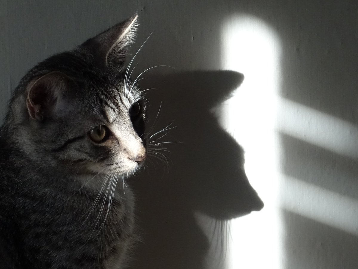 doragataDP's tweet image. ..... 🐈
#mojefoto
#mójkot.... ;)