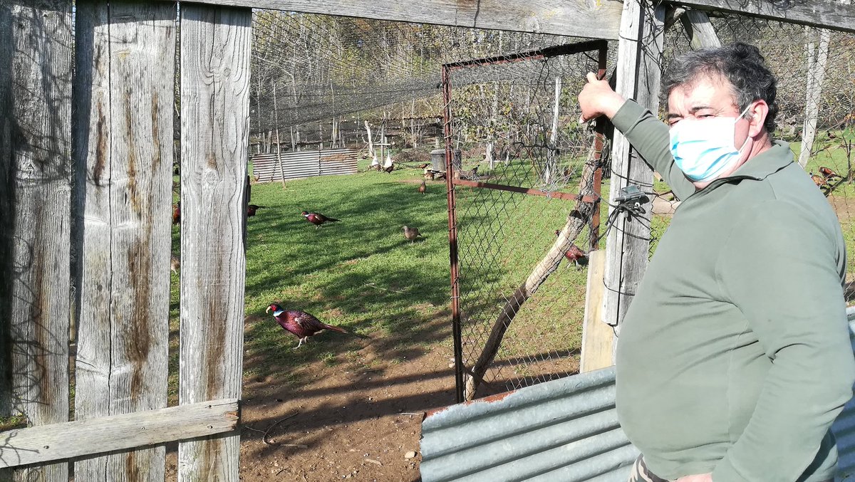 viaOccitanieTV's tweet photo. À #Louit dans les #HautesPyrénées cet éleveur se retrouve avec ses 1500 faisans confinés à cause de la chasse qui est interdite et les départements aux alentours qui sont en vigilance risque grippe aviaire https://t.co/YAU7LE2I5o