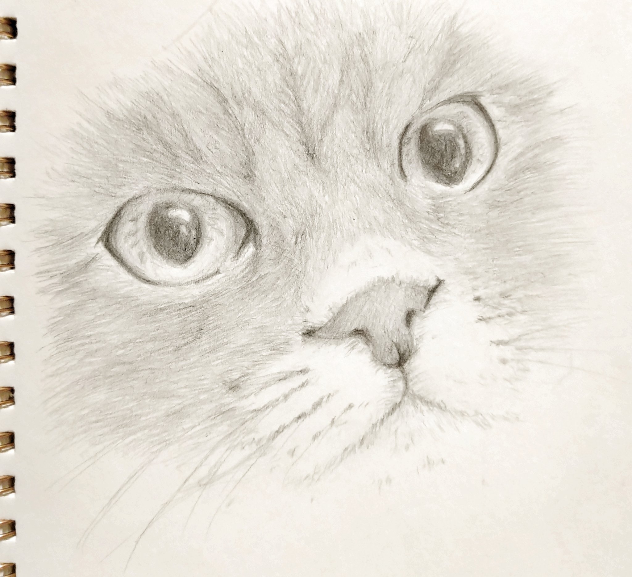 Dodo Twitterren 色鉛筆の間に久しぶりの鉛筆 猫の目と鼻のあたりのアップ練習 お絵描き 猫イラスト 猫をtlに流しちゃおう 猫好きな人と繋がりたい 鉛筆 T Co M8zh8i8npx Twitter