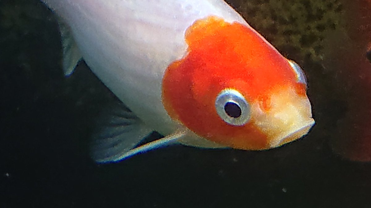 Satou Masayuki Satoumasayuki Twitter