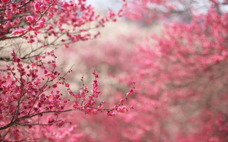 joycebudenberg's tweet photo. cherry blossom fallen
people’s hearts
serene again~

Koyu-ni 

#SpringNZ https://t.co/lEmvyBScrA