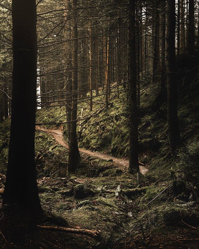 ForestryEngland's tweet photo. #ForestFeature of the week 📍 Whinlatter Forest. Set within the Lake District, it's a unique landscape that has inspired many of the world's greatest artists, writers and thinkers. What do these images inspire you to create? 📷 Florence De Orellana https://t.co/lm48R3xT85