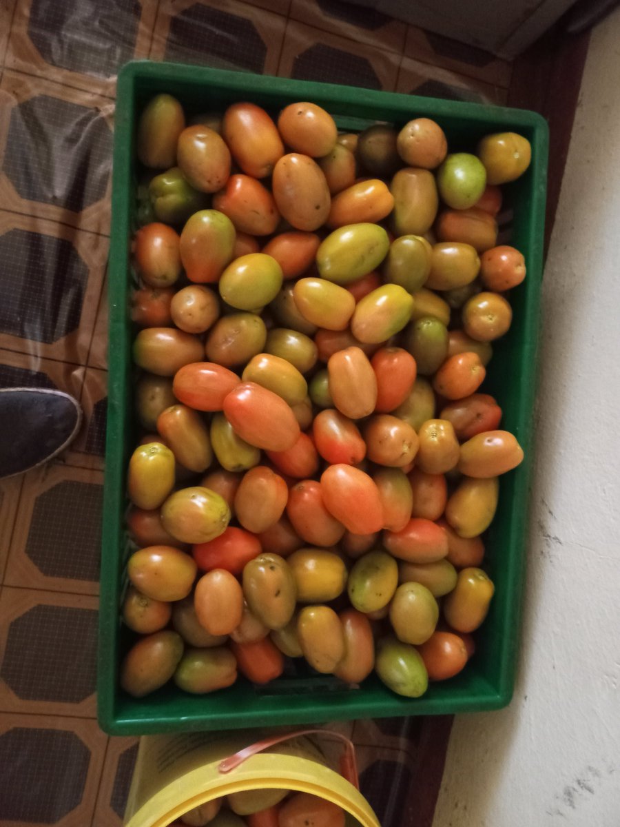 samacltd's tweet photo. Guess is the current price of tomatoes https://t.co/4oTX85FHO6
