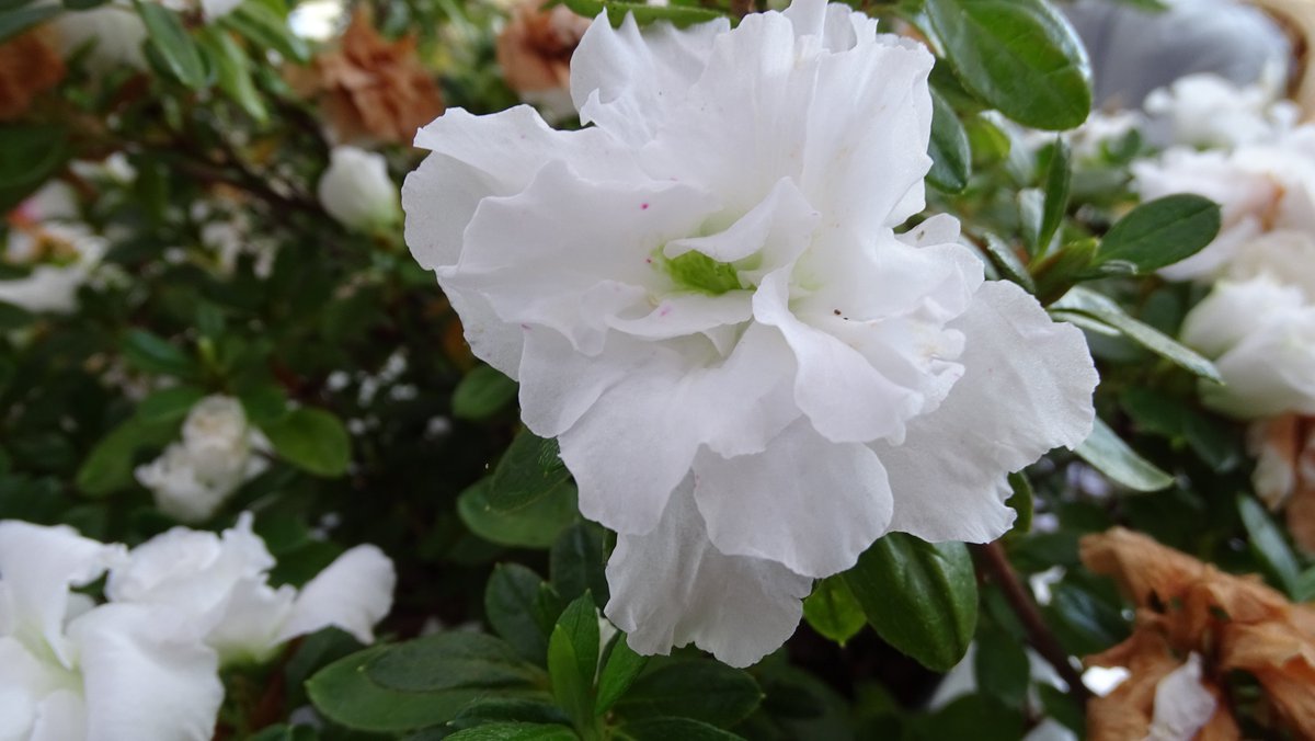 One of the tender azaleas I picked up at the supermarket a few years ago, it was literally kicking around the floor. I call it 99, as it was reduced to 99p, all it needed was water! Indoors when its cold, out when it's warm, we have azalea flowers from August to December/January.