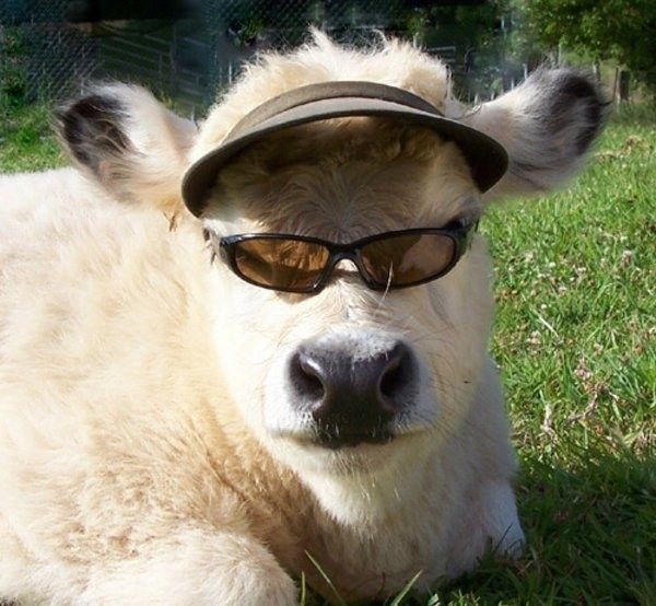 jsuinostalgik's tweet photo. thread de vaches https://t.co/XmEbkB3SdB