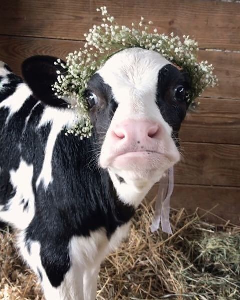 jsuinostalgik's tweet photo. thread de vaches https://t.co/XmEbkB3SdB